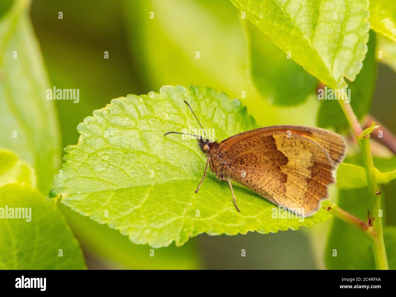 Torwart Butterfly, Pyronia tithonus, kleiner Schmetterling auf einem grünen Blatt in Großbritannien, Sommer 2020 Stockfoto