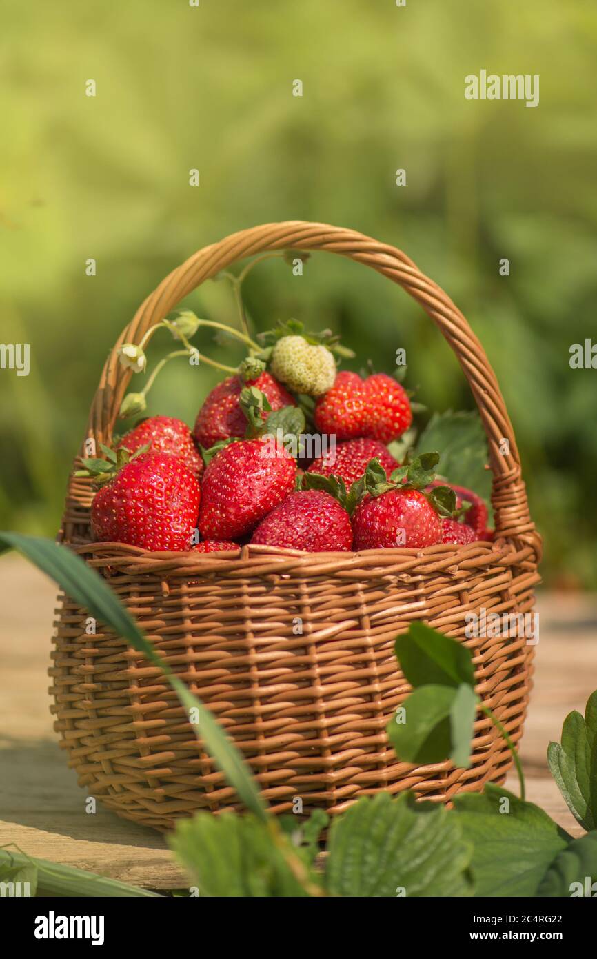 Erdbeere mit Blatt und blühende Blume aus nächster Nähe. Erdbeeren an sonnigen Tagen. Verschiedene saftige Erdbeere mit Blättern in einem Korb. Frisch gepflückte Erdbeeren Stockfoto