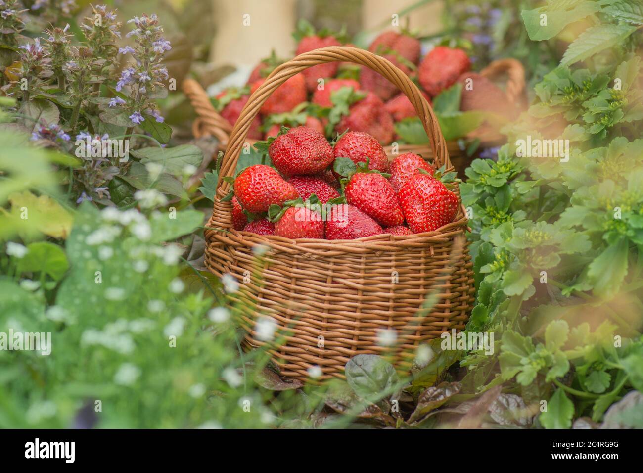 Sommerfutter mit Erdbeeren. Erdbeeren wachsen in einer natürlichen Umgebung. Erdbeere mit Blatt und blühende Blume aus nächster Nähe Stockfoto