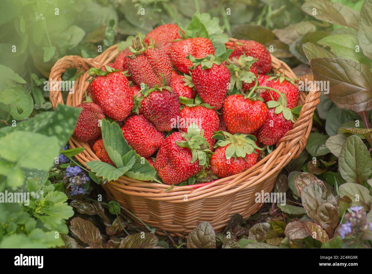 Sommerfutter mit Erdbeeren. Erdbeeren wachsen in einer natürlichen Umgebung. Erdbeere mit Blatt und blühende Blume aus nächster Nähe Stockfoto