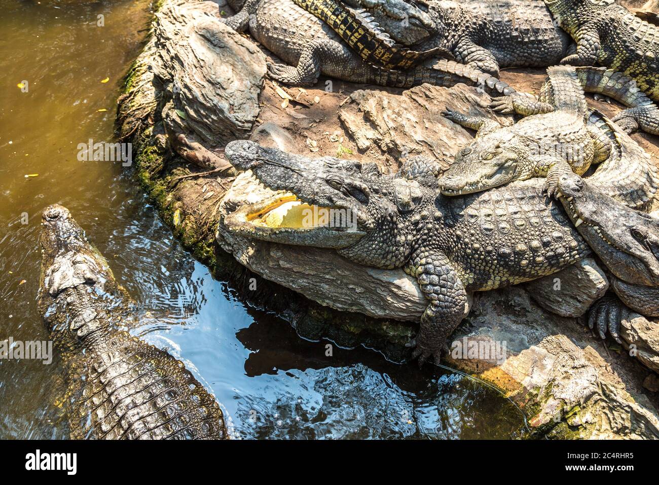 Krokodile im Safari World Zoo in Bangkok an einem Sommertag Stockfoto