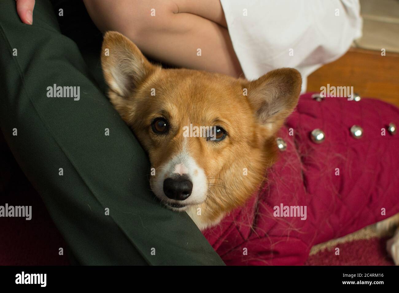 Ein Corgi in einer roten Jacke Stockfoto