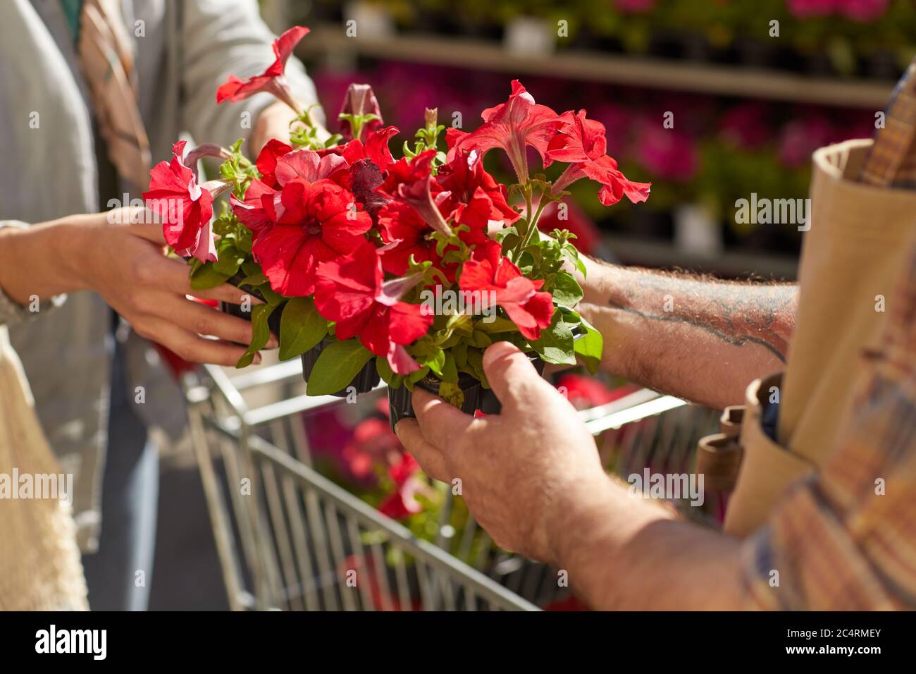 Nahaufnahme von nicht erkennbaren Senior Farmer, der Topfpflanzen an weibliche Kunden aushändigt, während Blumen auf Plantage im Freien verkauft werden, Platz kopieren Stockfoto