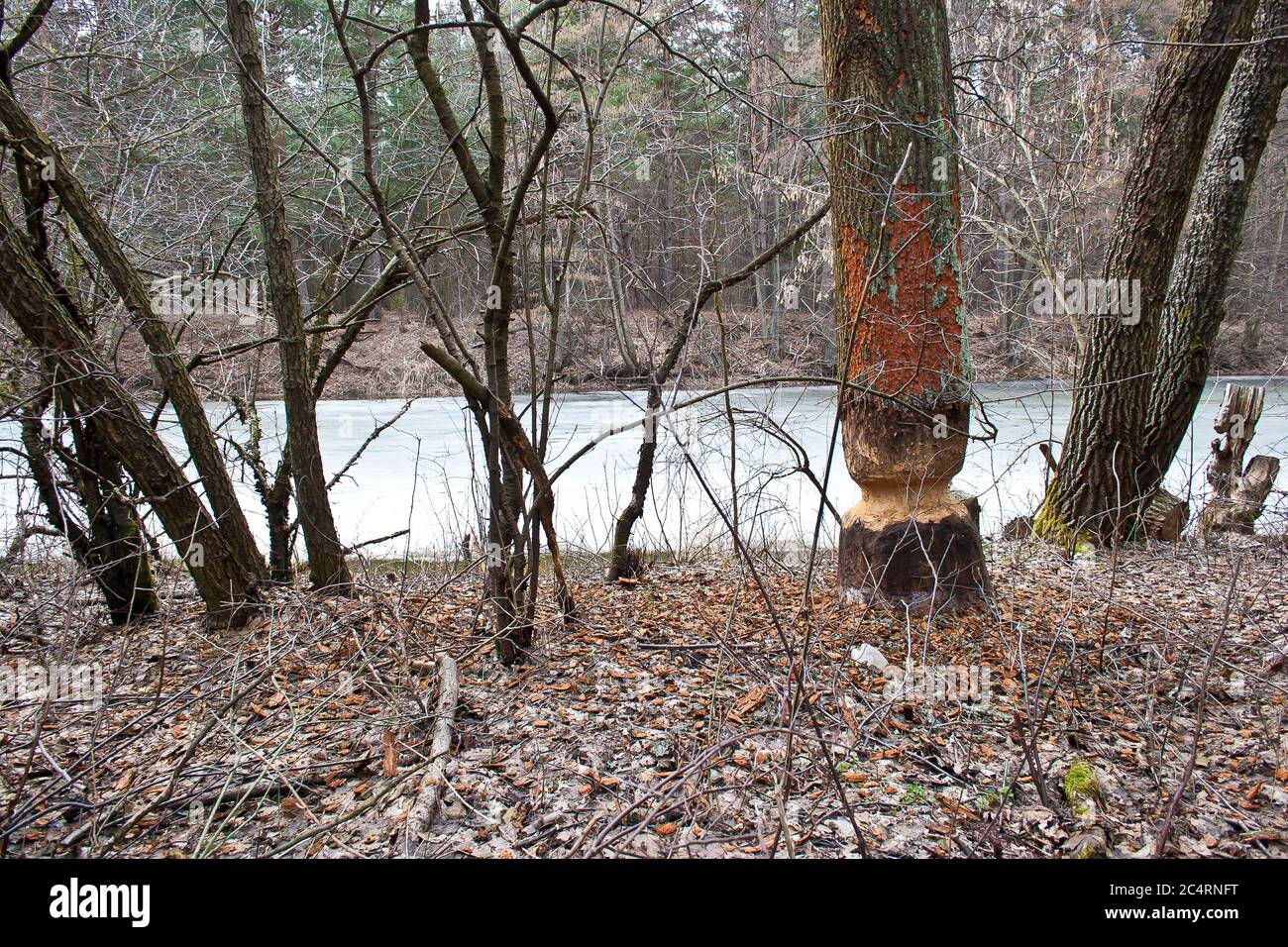 Von Bibern zerbissenes und nagtes Holz im polnischen Wald bei Legionowo nördlich von Warschau Stockfoto
