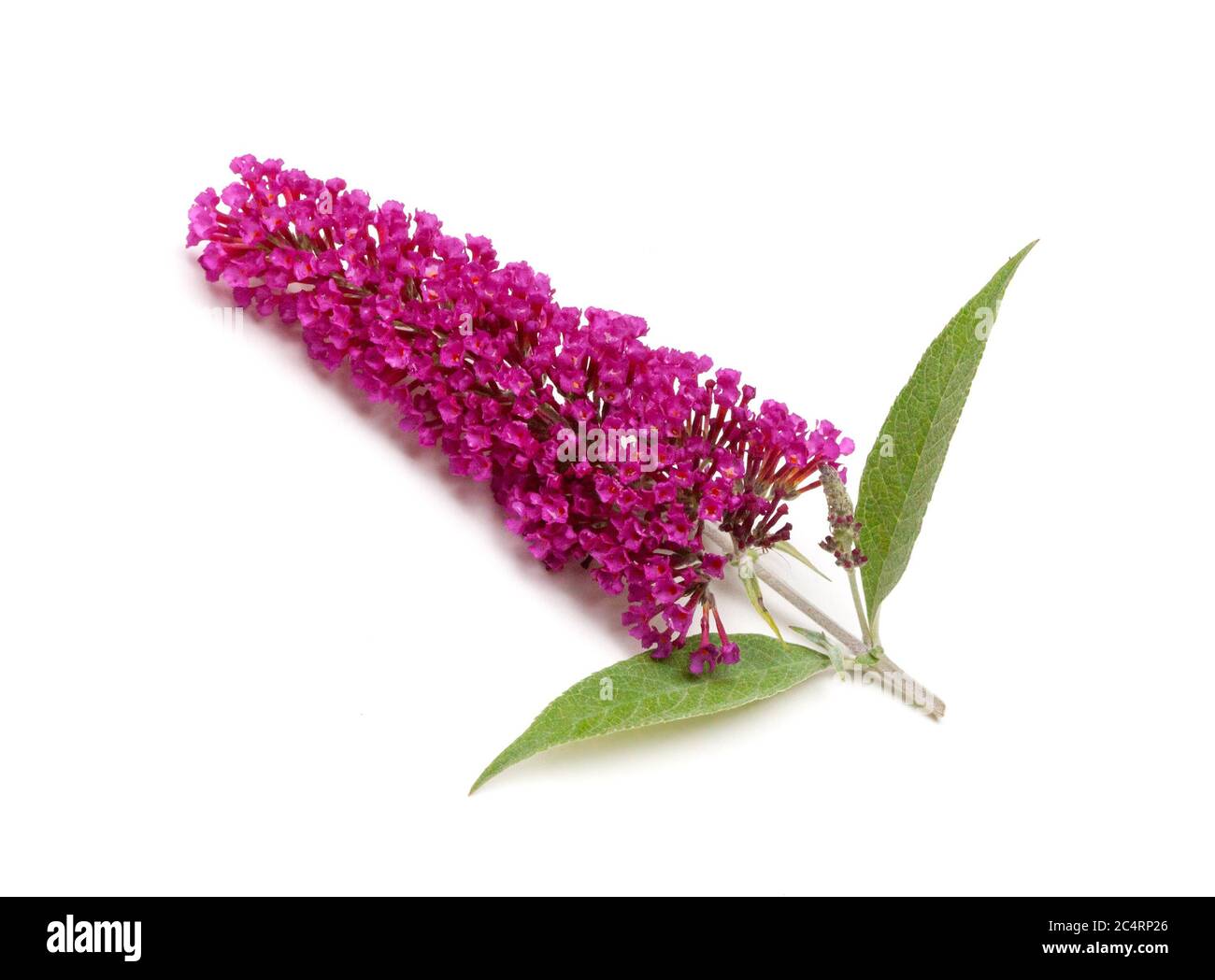 Eine rosa Schmetterling-Buschblume (Buddleja) isoliert auf weißem Hintergrund Stockfoto