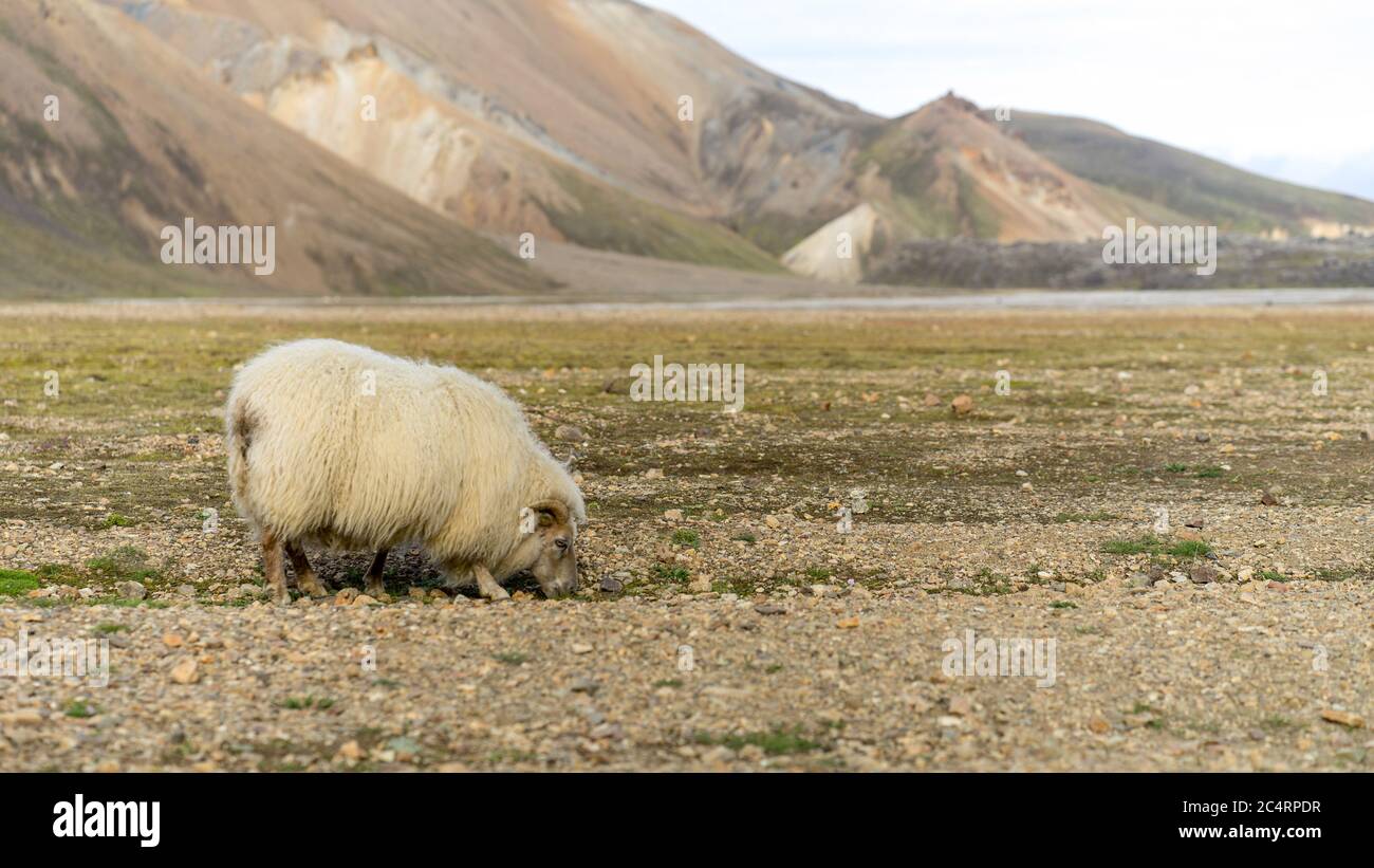 Wilde Schafe weiden im august im Hochland Islands Stockfoto