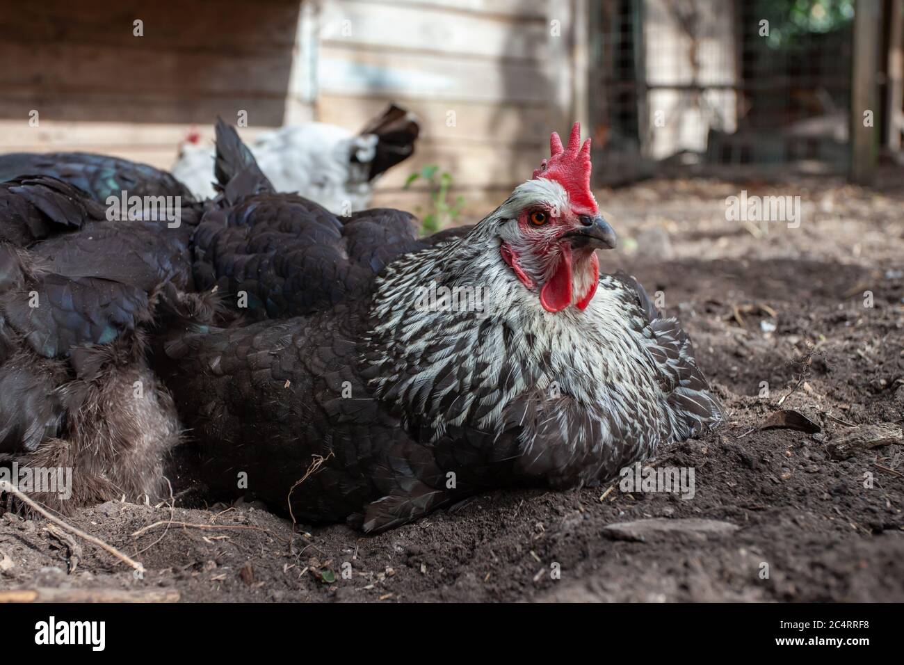 Gemischte Herde von Hühnern Staub Baden im Garten. Britische Inseln Stockfoto