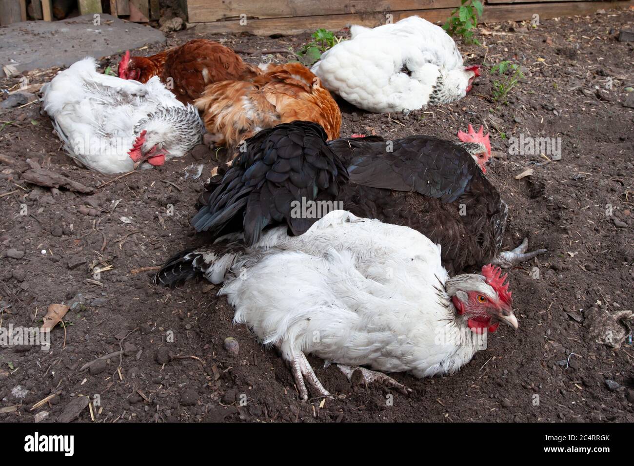 Gemischte Herde von Hühnern Staub Baden im Garten. Britische Inseln Stockfoto