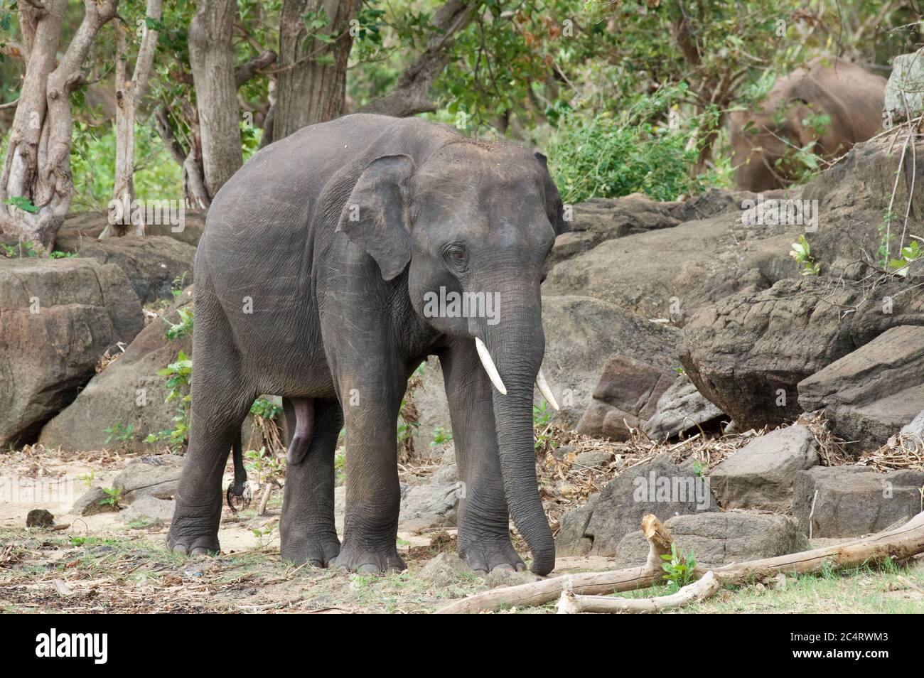 Ein srilankischer Elefant (Elephas maximus maximus) im Kalawewa National Park, North Central Province, Sri Lanka Stockfoto