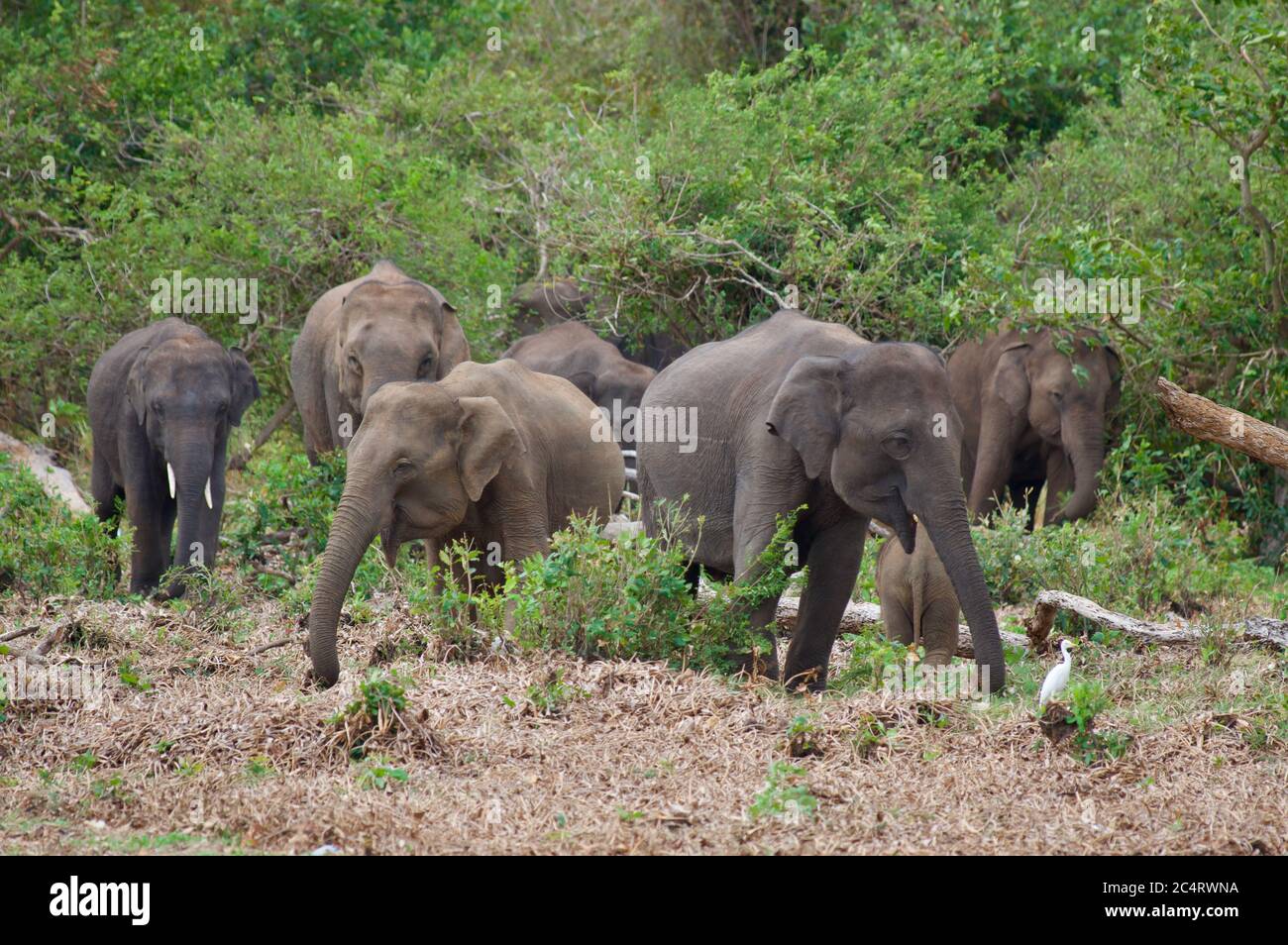Eine Gruppe von srilankischen Elefanten (Elephas maximus maximus) im Kalawewa National Park, North Central Province, Sri Lanka Stockfoto