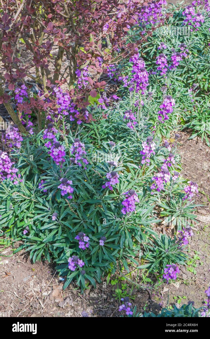 Erysimum Bowles Mauve.andere Namen Cheiranthus oder Wallflower ein immergrüner mehrjähriger Unterstrauch Er blüht vom späten Winter bis in den Sommer und ist vollwinterhart Stockfoto