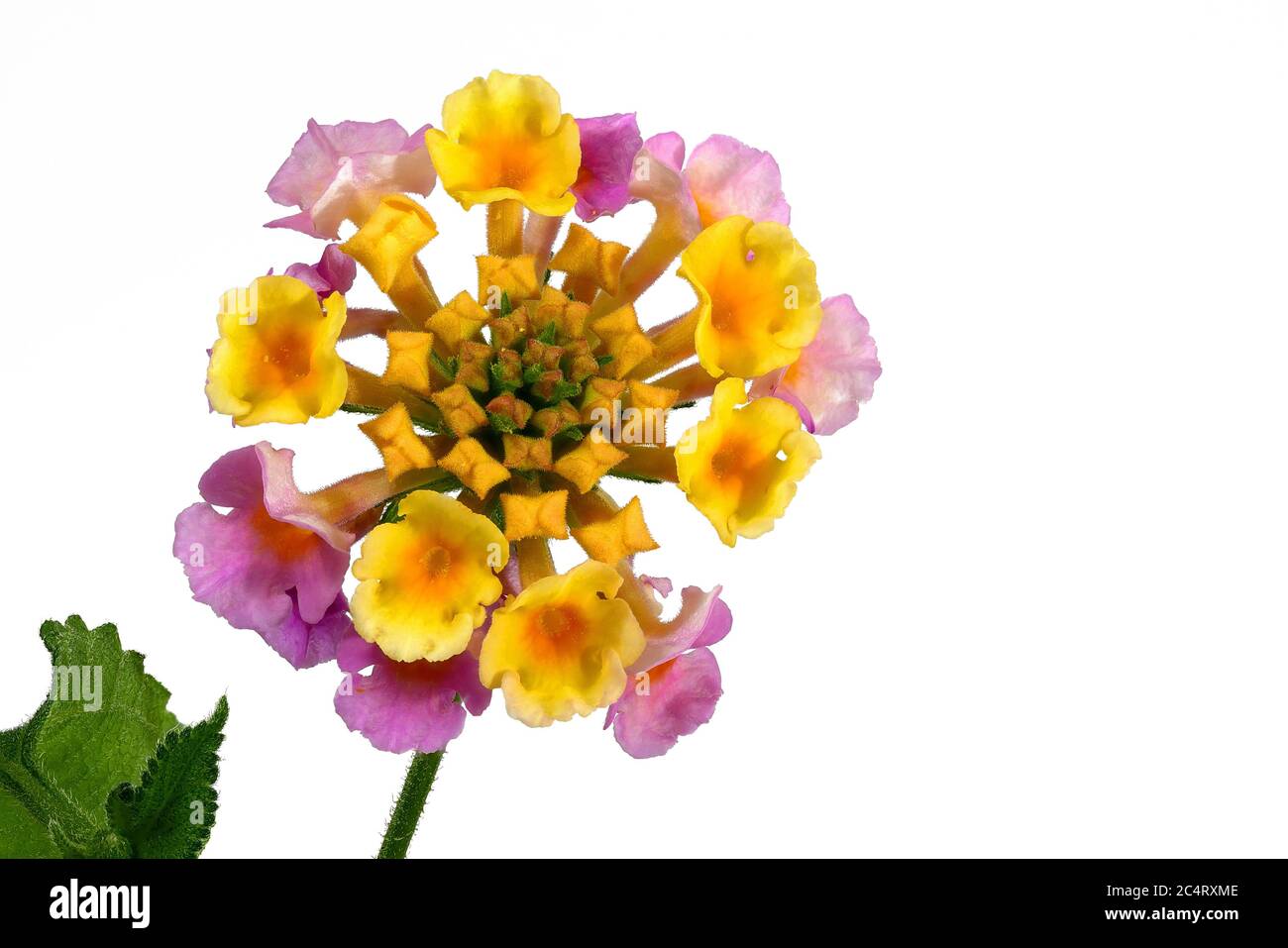 Bunte Blumen - Lantana Camara Blätter - auf weißem Hintergrund, Makroaufnahme Stockfoto