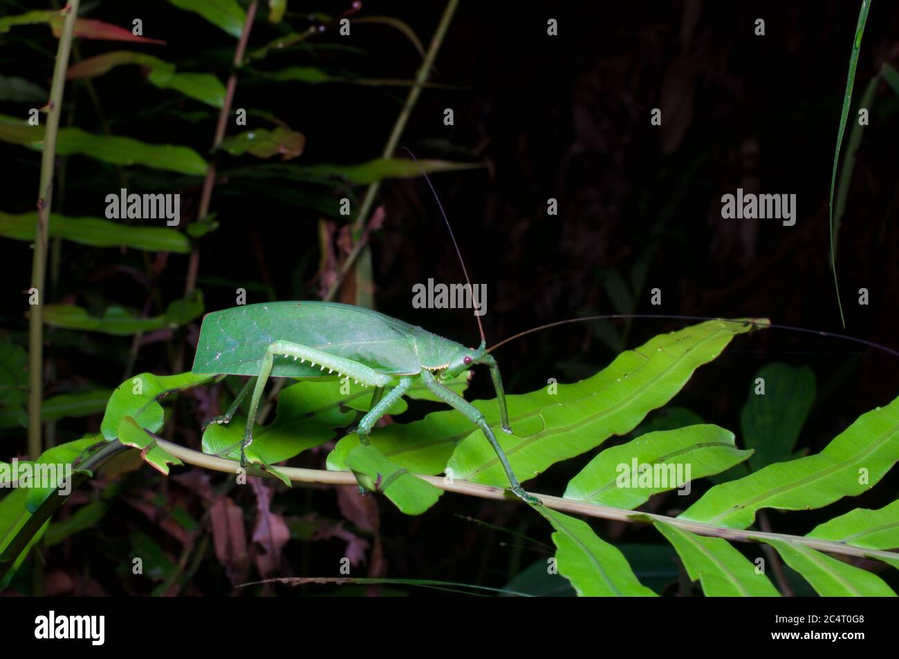 Ein gut getarnter grüner Katydid (Temnophylloides astridula) auf Blättern in der Nähe des Sinharaja National Park, Sri Lanka Stockfoto