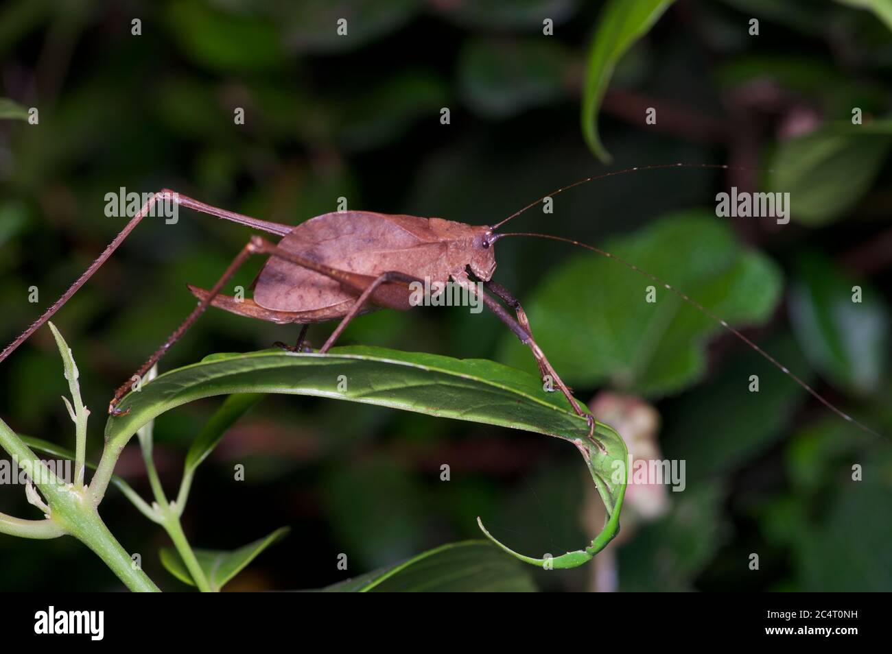 Eine langbeinige Katydid (Familie Tettigoniidae, Unterfamilie Mecopodinae) auf einem Blatt in der Nacht in Knuckles Forest Reserve, Matale Bezirk, Sri Lanka Stockfoto