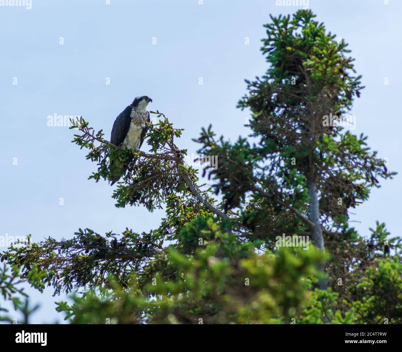 Fischadler (Pandion Haliaetus Carolinensis), der von einer Fichtenbaumspitze aus für das Gebet aussprach. Dalvay, Prince Edward Island National Park, Kanada Stockfoto