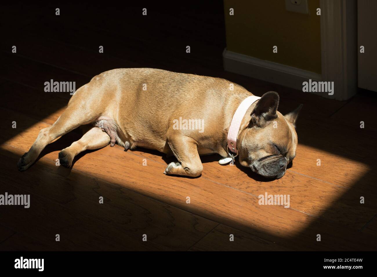 Eine französische Bulldogge, die auf einem Holzboden in einer Sonnenfleck schläft. Stockfoto