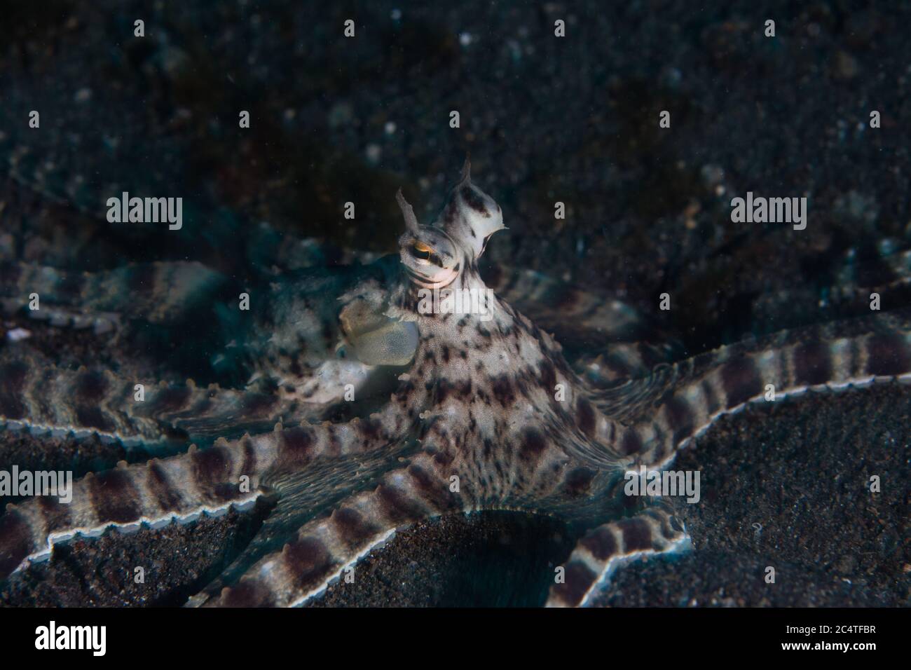 Ein imimischer Oktopus erkundet den schwarzen Sand der Lembeh Strait, Indonesien. Der Mimic Oktopus kann die Form und das Verhalten anderer Arten annehmen. Stockfoto
