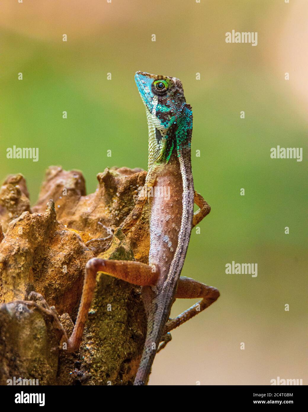 Otocryptis beddomii, allgemein bekannt als die indische Känguruidechse, ist eine tagtägliche, terrestrische, insektivoröse Agamidechse, die im westlichen Ghat endemisch ist Stockfoto
