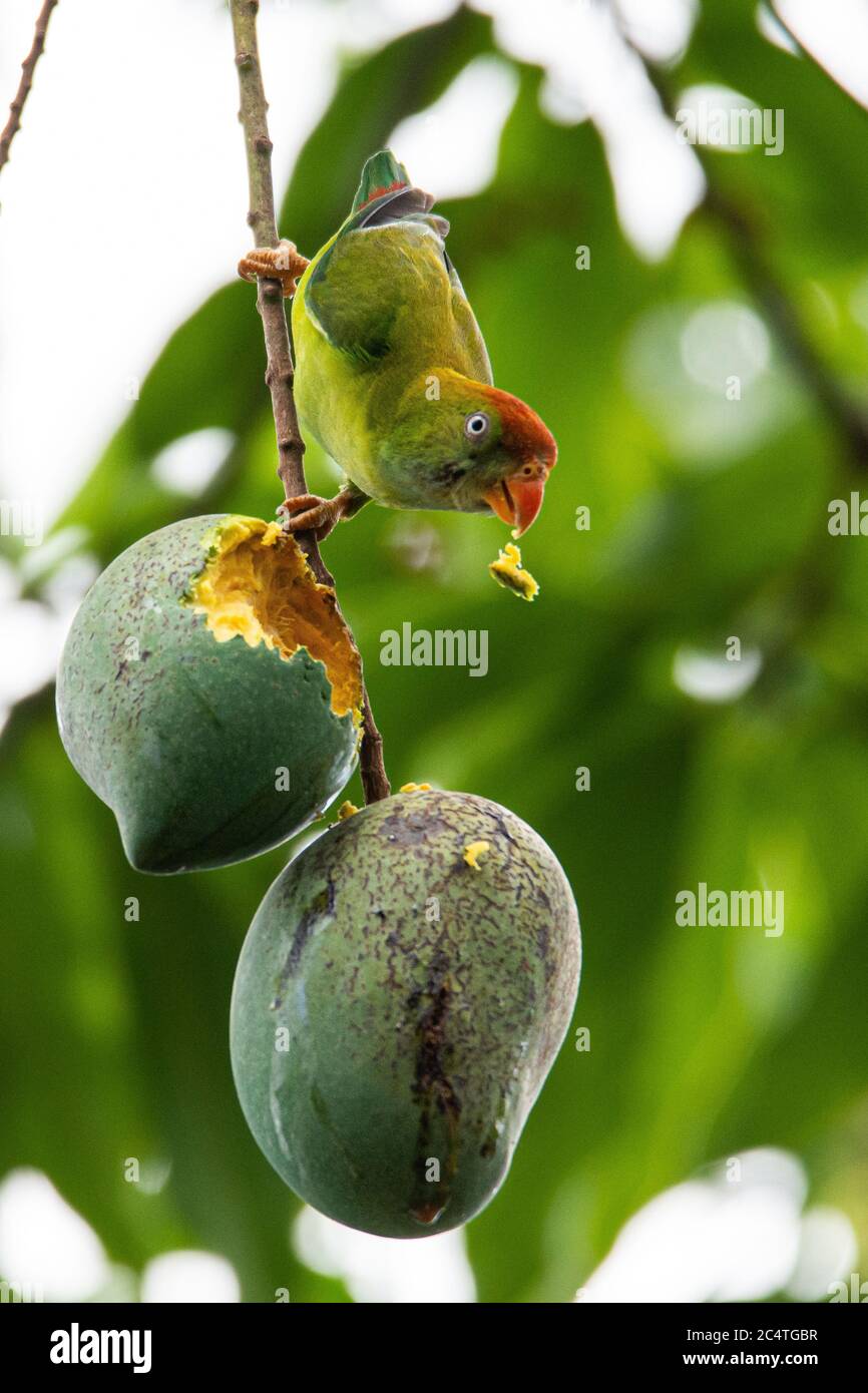 Der Sri Lanka hängende Papagei ist ein kleiner Papagei, der ein in Sri Lanka ansässiger endemischer Züchter ist. Stockfoto