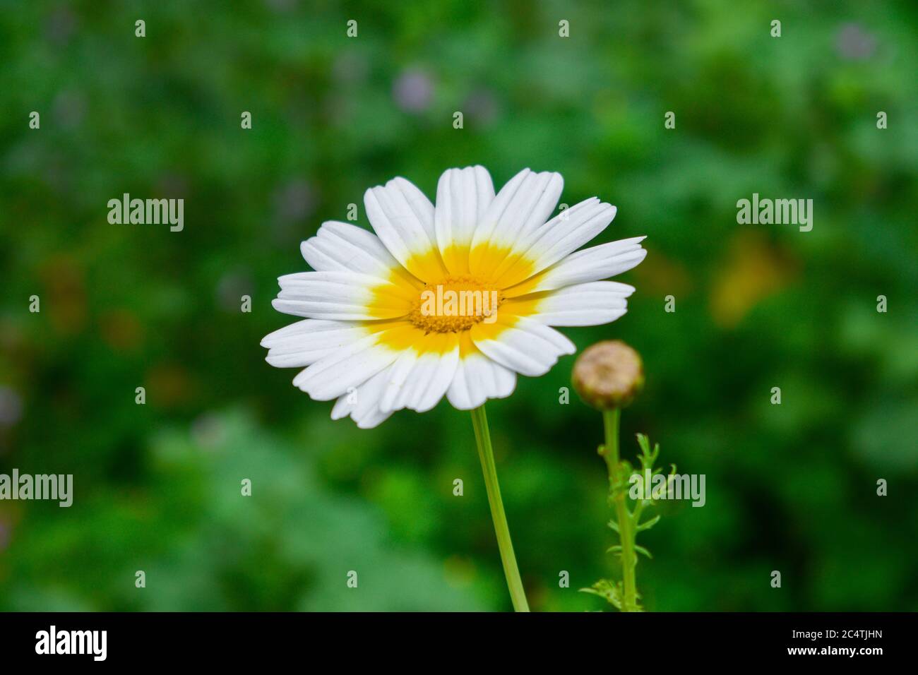Eine Nahaufnahme der von Gras umgebenen Auerblüte Stockfoto