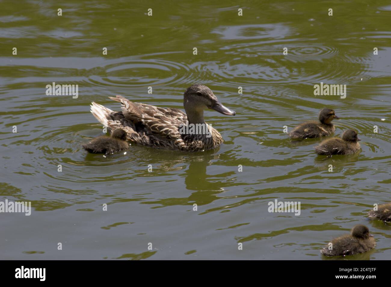 Mutter Ente schwimmend im Teich mit den Enten Stockfoto
