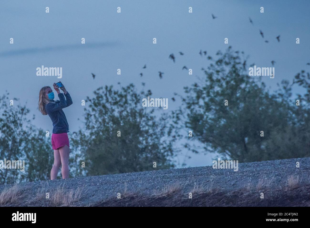 Eine Person beobachtet die mexikanischen Freischwänzchen, die am yolo Causeway in der Nähe von Sacramento vorbeifliegen, Kalifornien, wo eine riesige Kolonie von Fledermäusen wohnt. Stockfoto