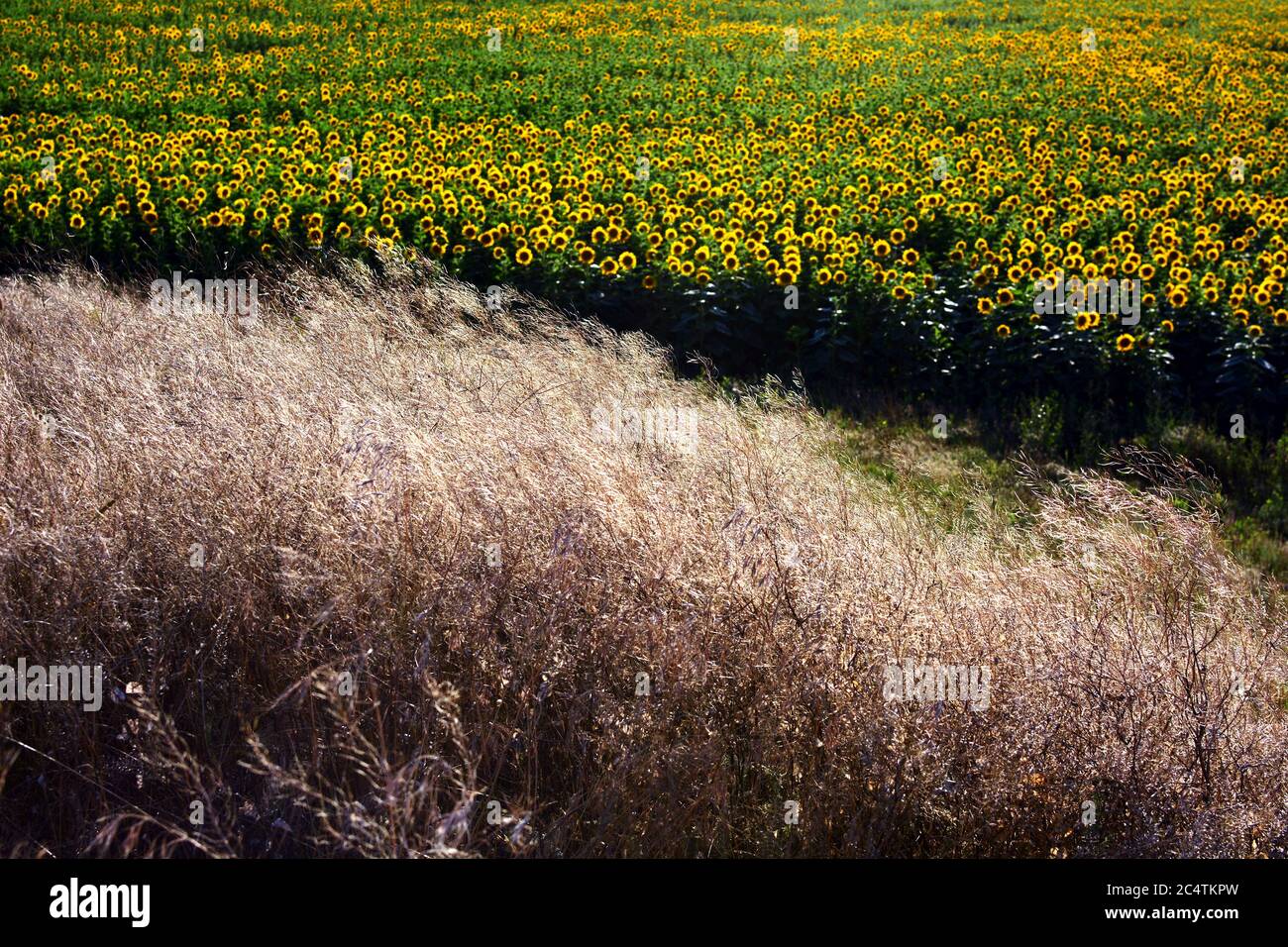 Die malerische Landschaft mit Sonnenblumen und Federgras. Hintergrund der Agrarindustrie. Sommer natürlicher Hintergrund. Stockfoto