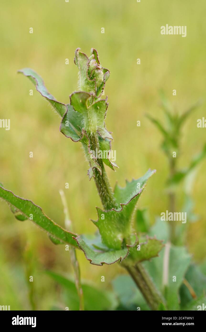 Vertikale Nahaufnahme eines abgeschnittenen Nachtkerzenzweiges Stockfoto