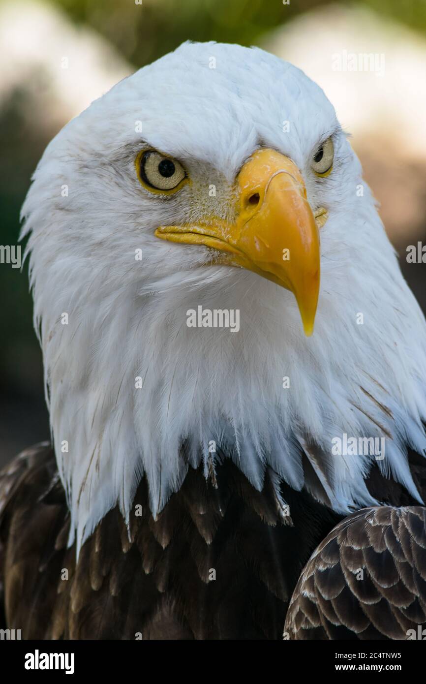 Großer Weißkopfseeadler mit transparenten Augen Stockfoto