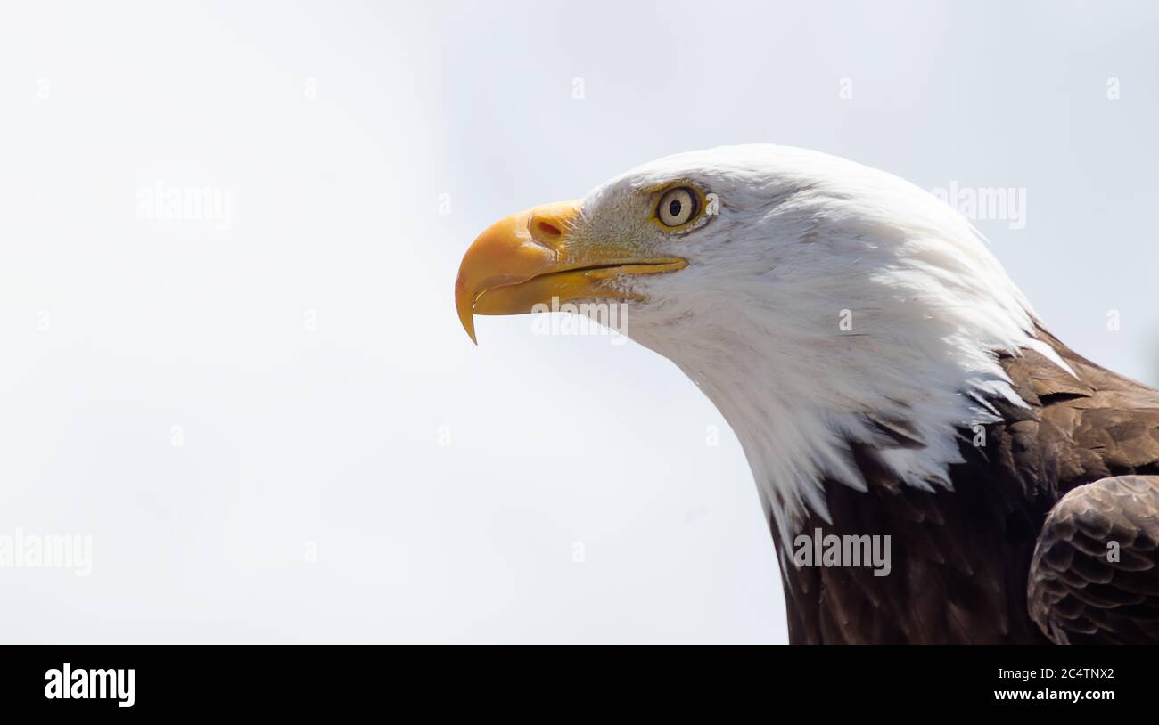 Großer Weißkopfseeadler mit transparenten Augen Stockfoto