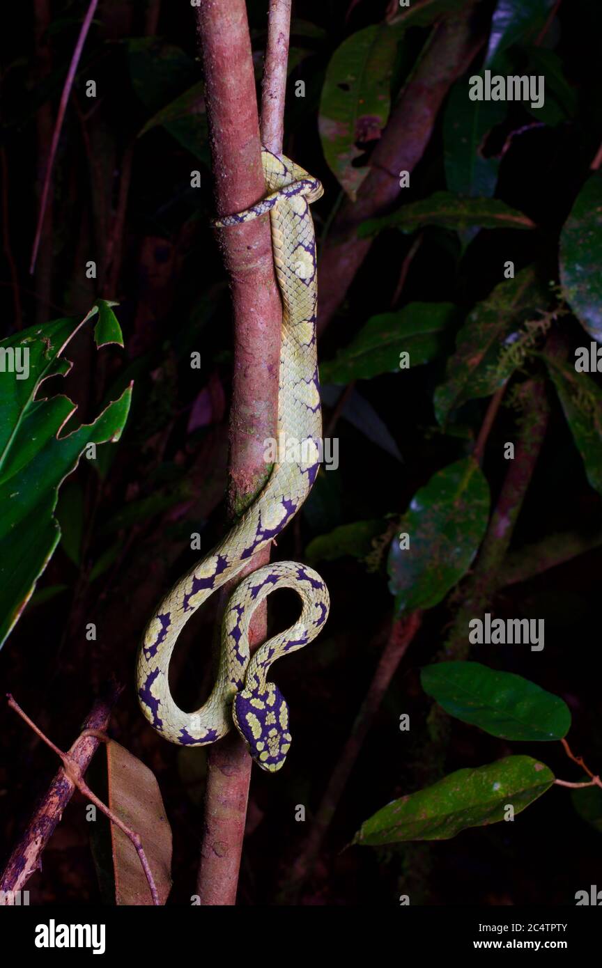 Eine Sri Lanka Green Pit Viper (Trimeresurus trigonocephalus) in Hinterhalt Position in der Nacht im Tiefland Regenwald von Kalutara, Sri Lanka Stockfoto