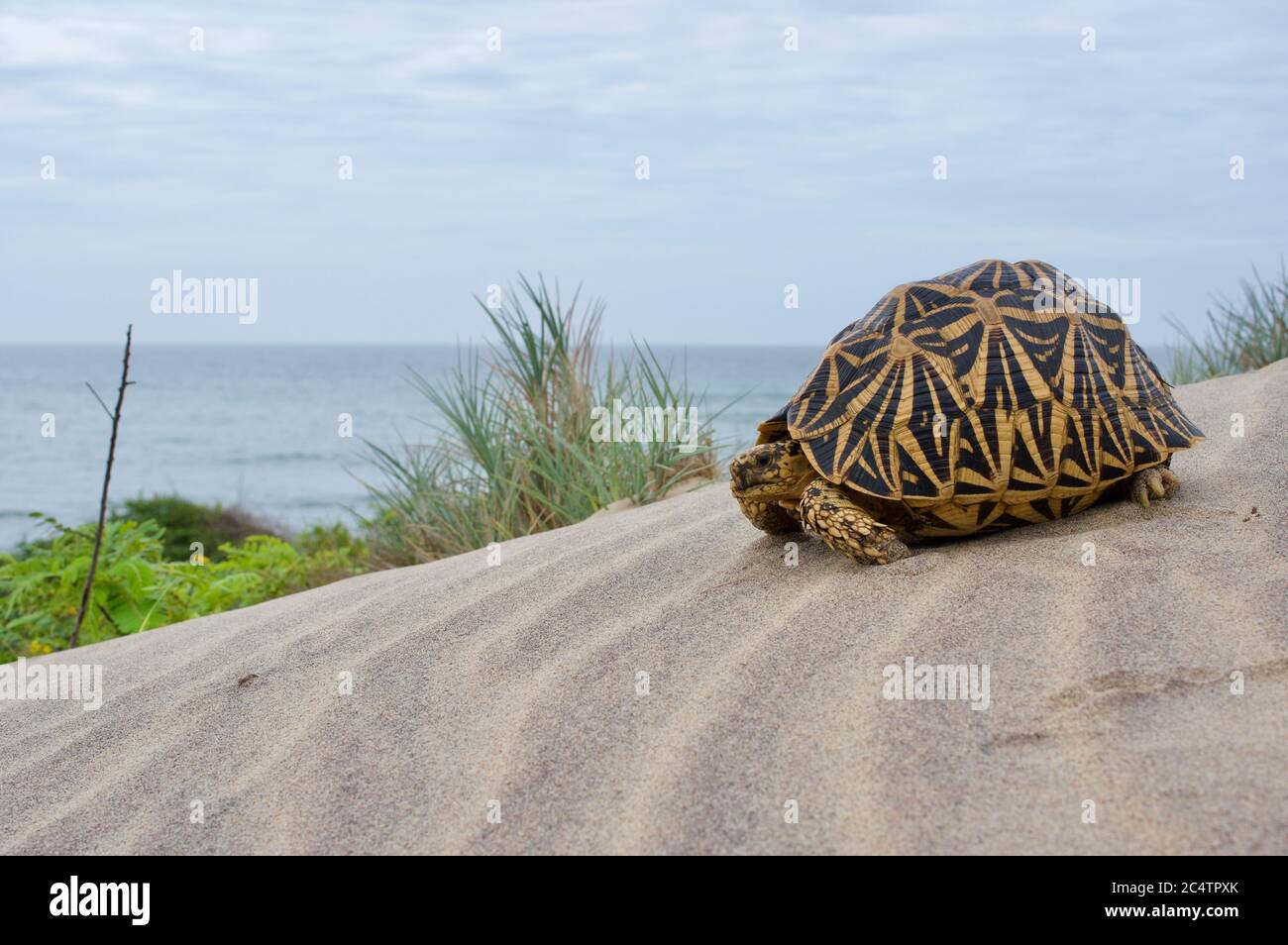 Eine wunderschöne indische Sternschildkröte (Geochelone elegans) auf einer Sanddüne in der Nähe des Ozeans im Yala National Park, Sri Lanka Stockfoto