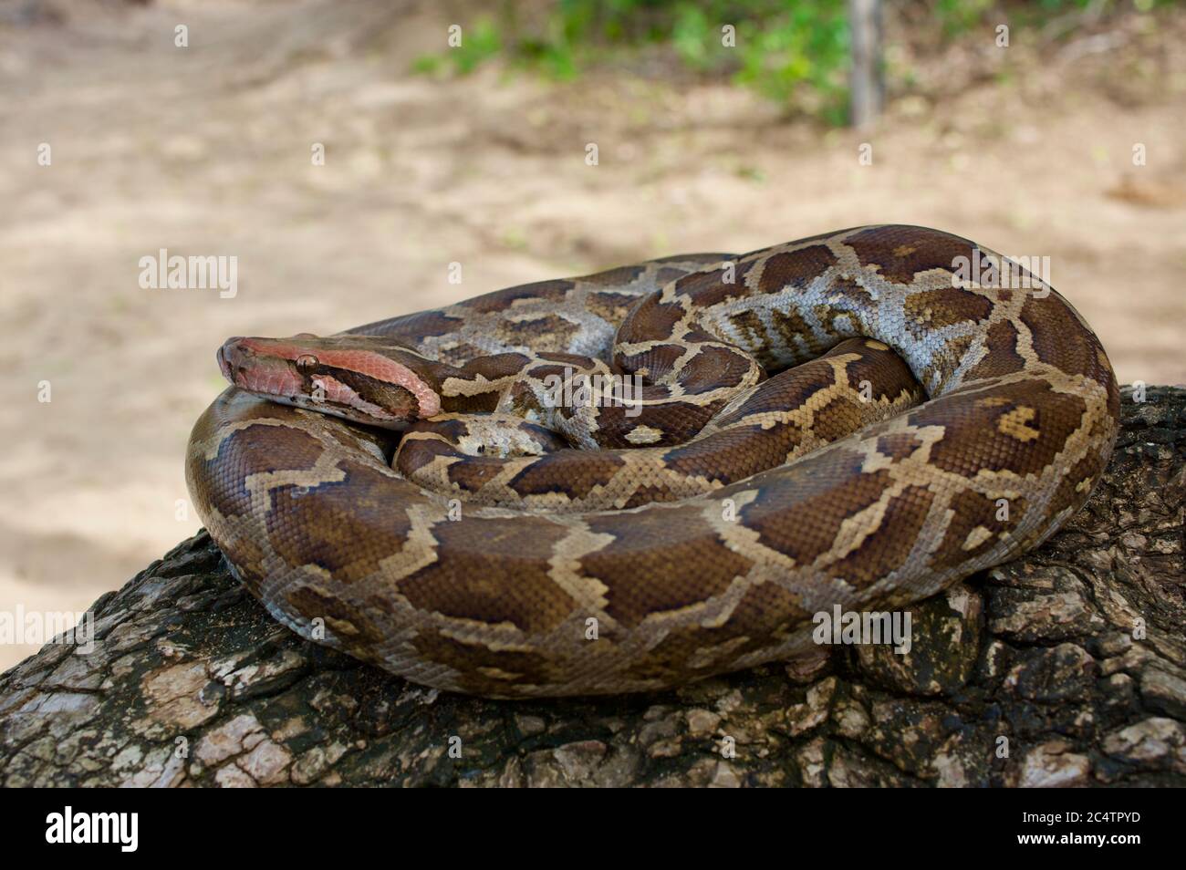 Eine indische Python (Python molurus), die auf einem Baumzweig im Yala National Park, Sri Lanka, aufgewollt ist Stockfoto