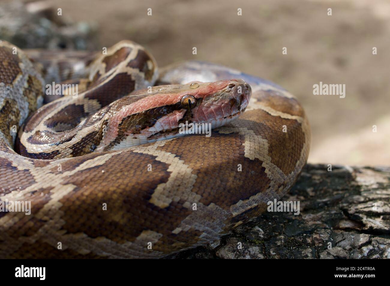 Eine indische Python (Python molurus), die auf einem Baumzweig im Yala National Park, Sri Lanka, aufgewollt ist Stockfoto