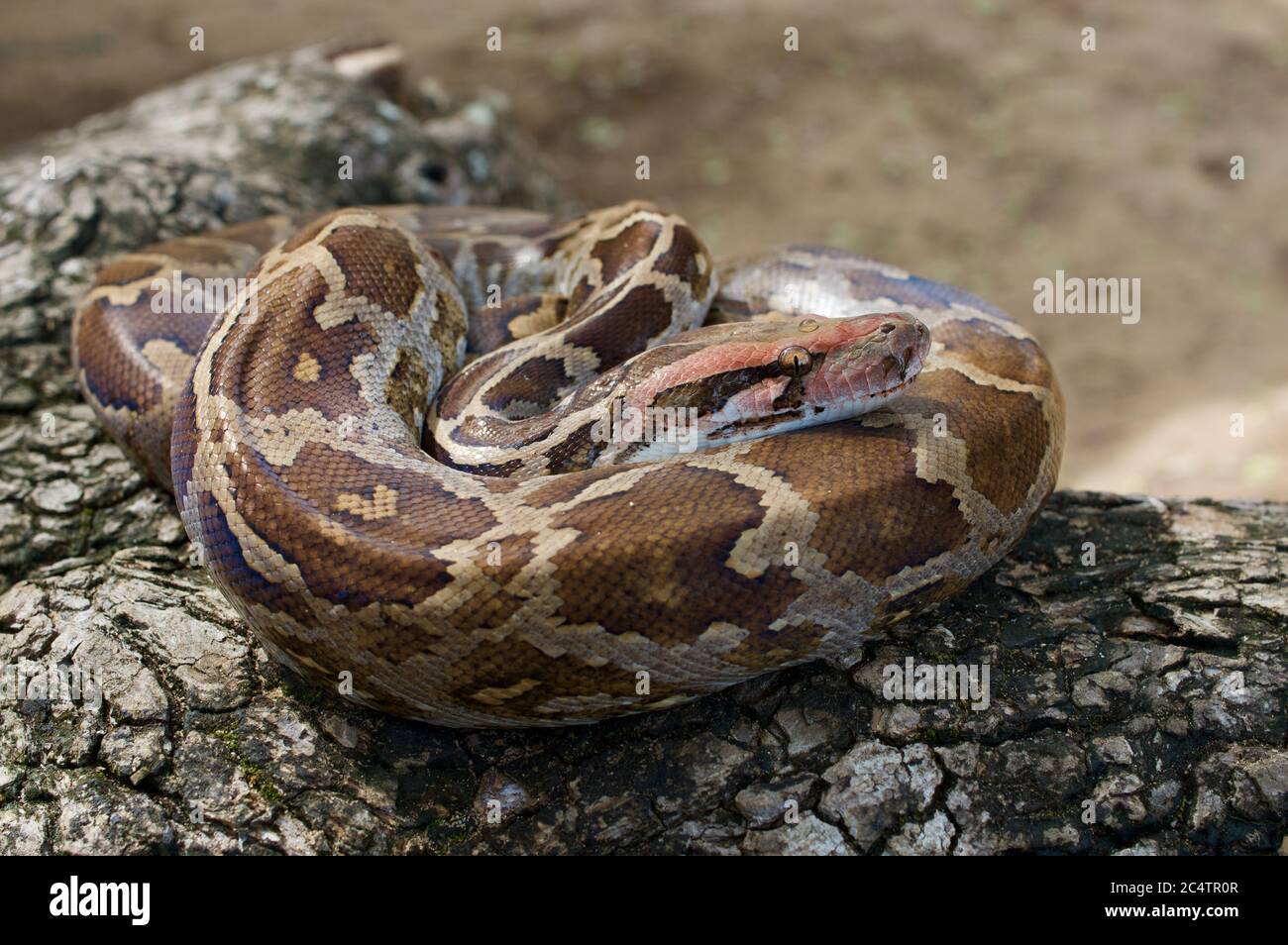 Eine indische Python (Python molurus), die auf einem Baumzweig im Yala National Park, Sri Lanka, aufgewollt ist Stockfoto