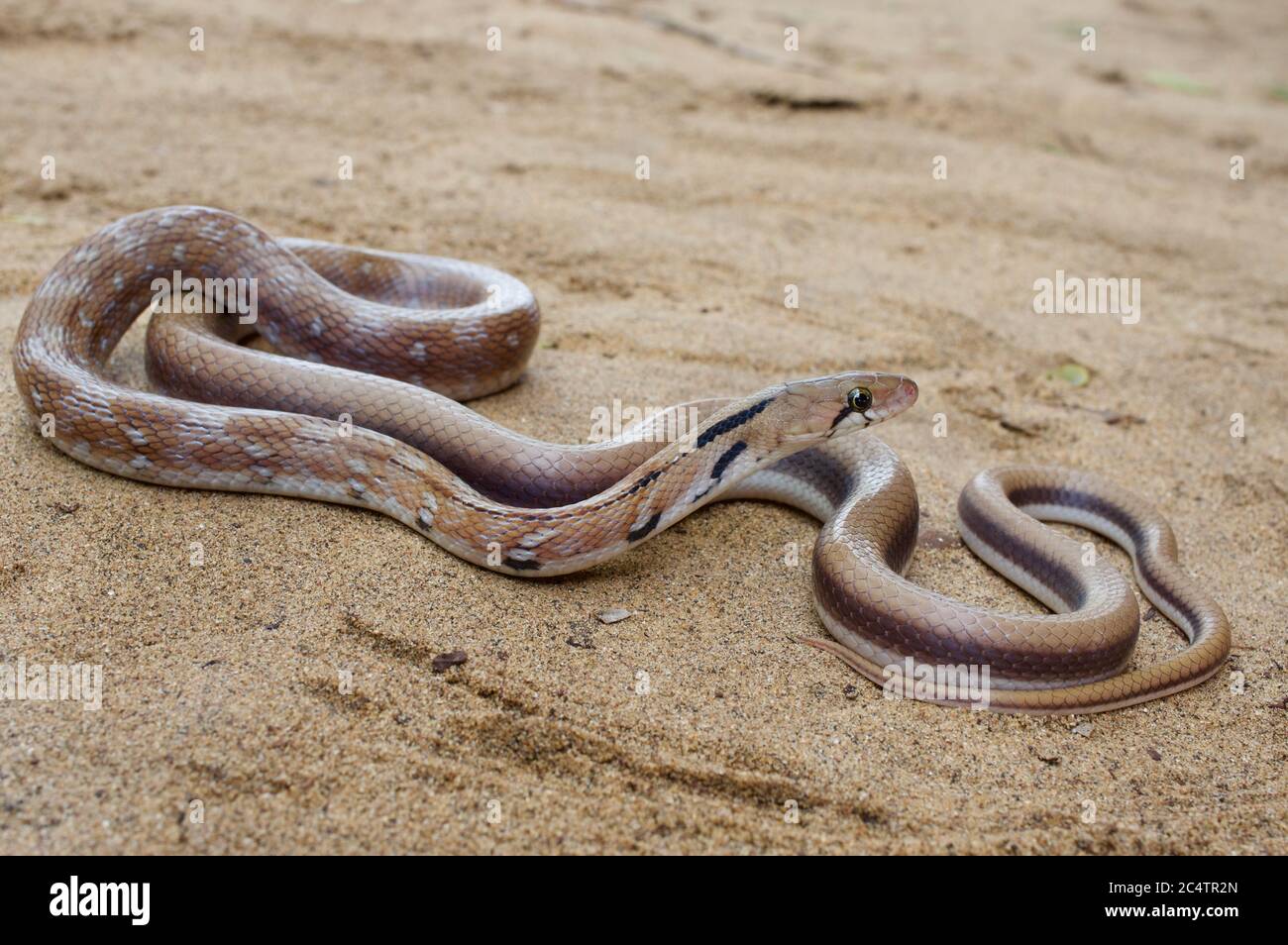 Eine schöne Trinket Snake (Coelognathus helena) auf sandigen Boden in der Nähe des Yala National Park, Sri Lanka Stockfoto