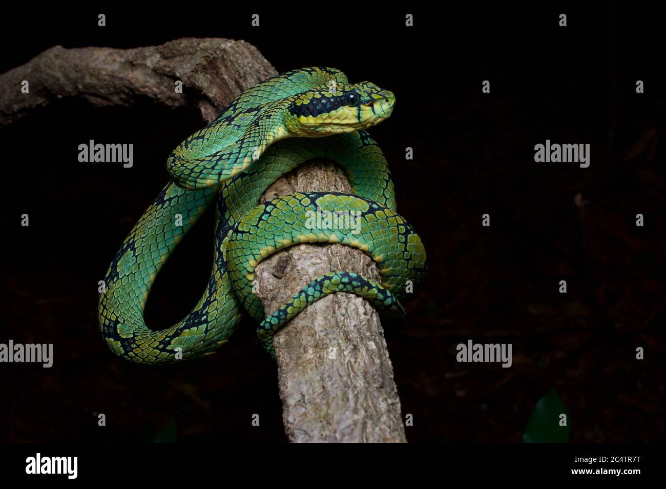 Eine Sri Lanka Green Pit Viper (Trimeresurus trigonocephalus) in der Nacht in den bewaldeten Ausläufern der Knuckles Mountain Range, Sri Lanka Stockfoto