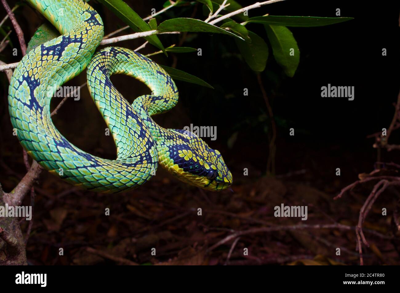 Eine Sri Lanka Green Pit Viper (Trimeresurus trigonocephalus) in der Nacht in den bewaldeten Ausläufern der Knuckles Mountain Range, Sri Lanka Stockfoto