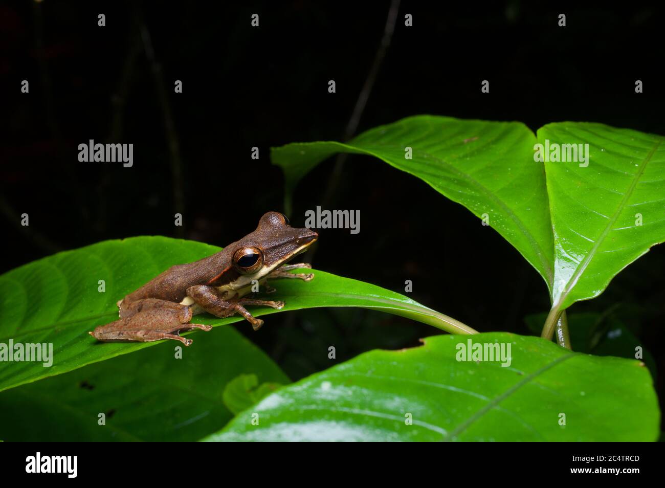 Ein scharfer Schnauzenfrosch (Taruga longinasus) Im Sinharaja Regenwald in der Tiefebene von Sri Lanka Stockfoto