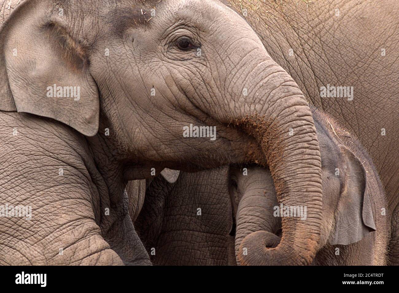 Indische (asiatische) Elefanten im Chester Zoo im Spiel. Chester hat einen der großen Zoos der Welt. Diese asiatischen Elefanten haben ein gutes Leben! Stockfoto