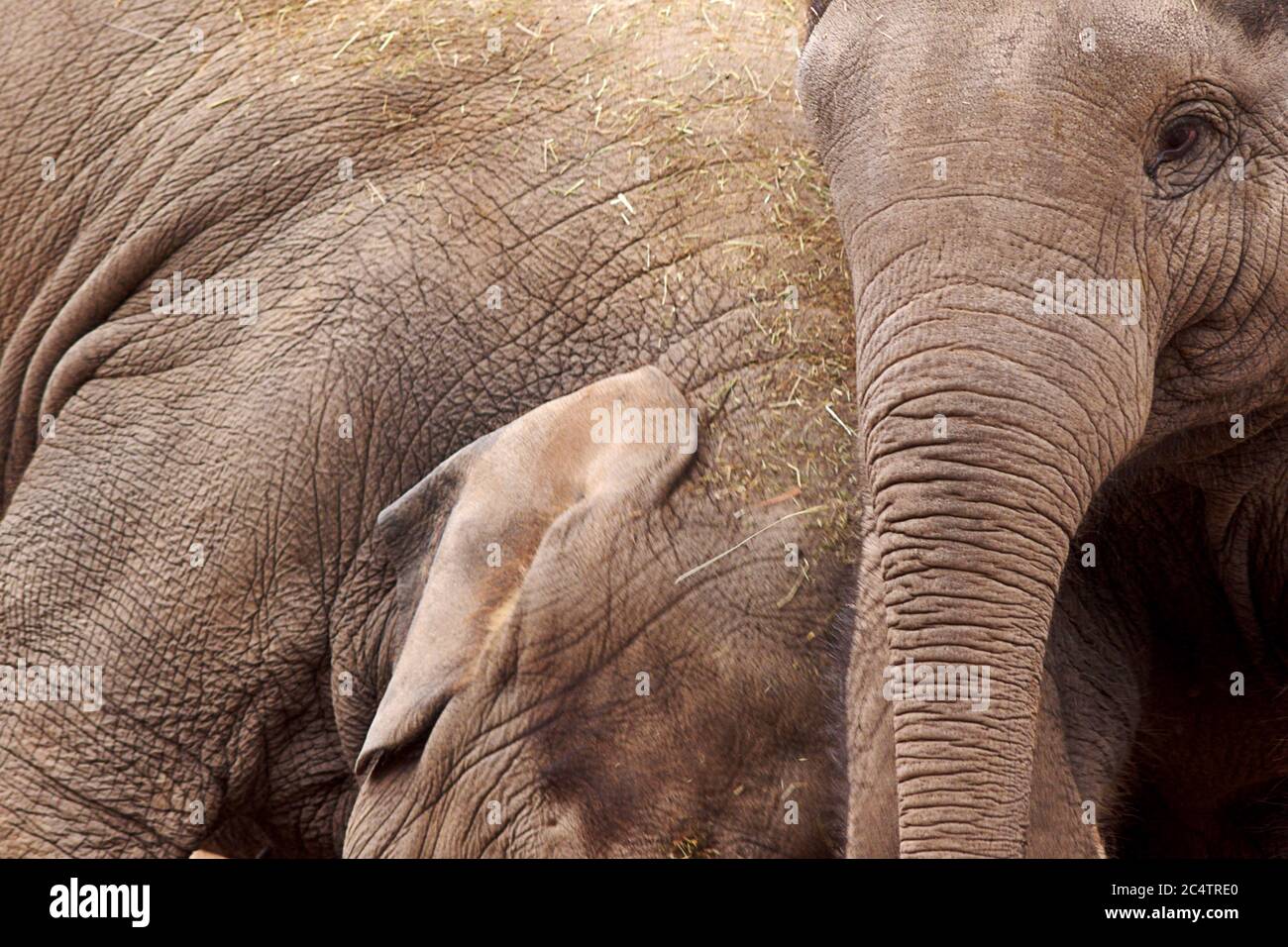 Ein Paar indische (asiatische) Elefanten im Chester Zoo im Spiel. Chester hat einen der großen Zoos der Welt und diese Elefanten sind eine der wichtigsten Ausstellungen. Stockfoto