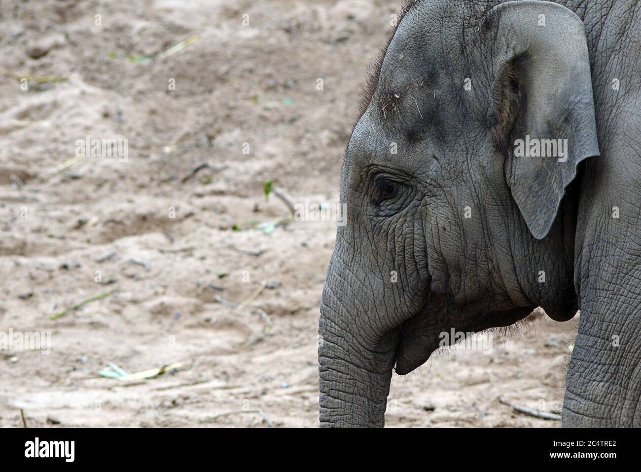 Eine kontemplative Kuh asiatischen Elefanten im Chester Zoo in Das Vereinigte Königreich.Chester hat einen der großen Zoos der Welt einschließlich Diese beliebten asiatischen Elefanten Stockfoto