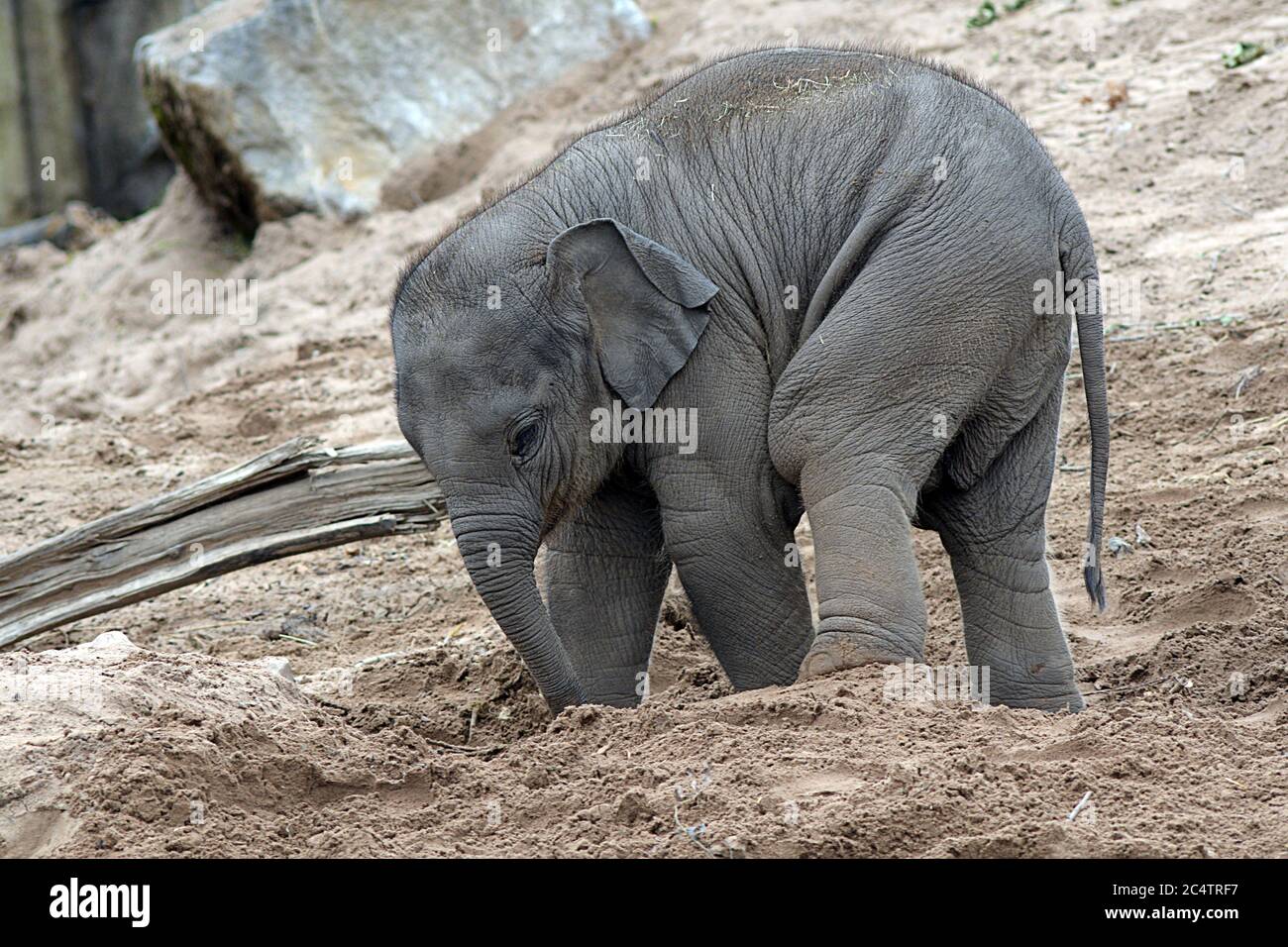 Süßer 15 Monate alter asiatischer Elefant namens Anjan, geboren im Mai 2017 im Chester Zoo, Cheshire, Großbritannien. Hier gesehen, einen unsicheren bergab Spaziergang durch Sand. Stockfoto