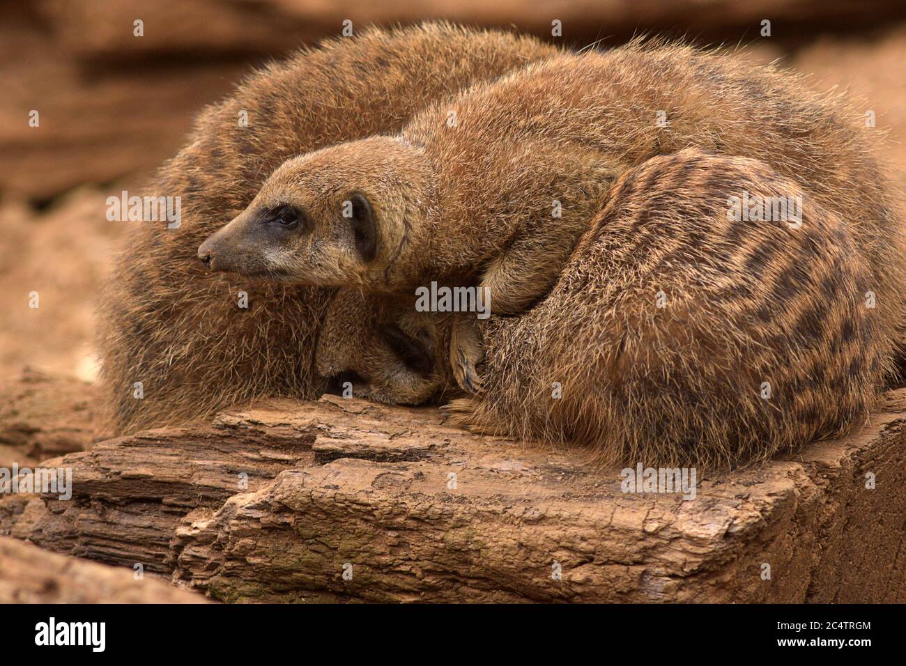 Ein verschlafenes Erdmännchen im Chester Zoo im Nordwesten Englands. Ein felsiger, wüstenähnlicher Lebensraum ahmt ihr heimatliches Südafrika nach. Stockfoto