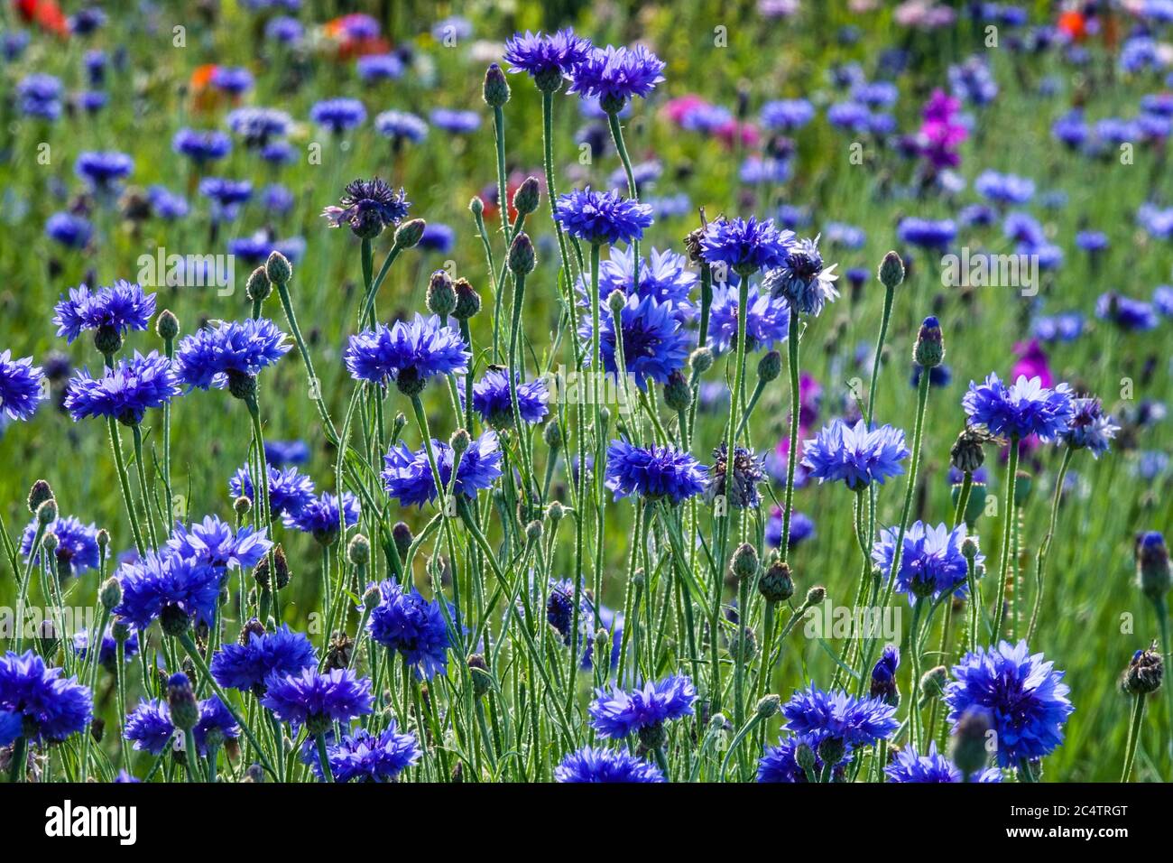 Blue Centaurea cyanus 'Blue Boy' Centaurea cyanus Gartenwiese Blumen volle Blüte Kornblumen Bachelors Buttons Blue Flowers June Meadow blüht Stockfoto