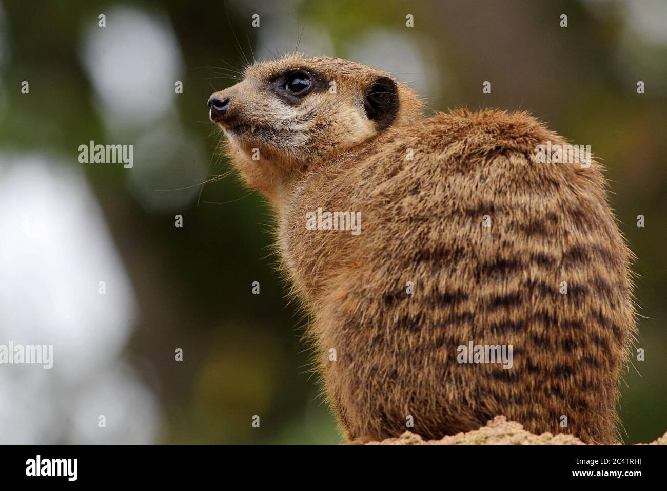 Erdmännchen im Wachdienst im Chester Zoo. Dieser kleine Eingeborene aus dem südlichen Afrika gehört eigentlich zur Mungo-Familie. Ein soziales Tier, das in Packungen lebt. Stockfoto