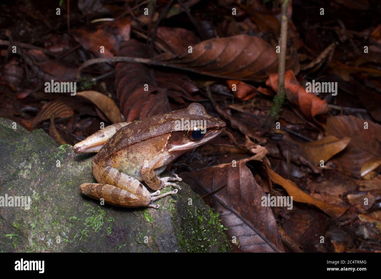 Ein Gunther's Golden-Backed Frog (Indosylvirana temporalis) auf dem Waldboden im Tiefland-Regenwald von Kalatura, Sri Lanka Stockfoto