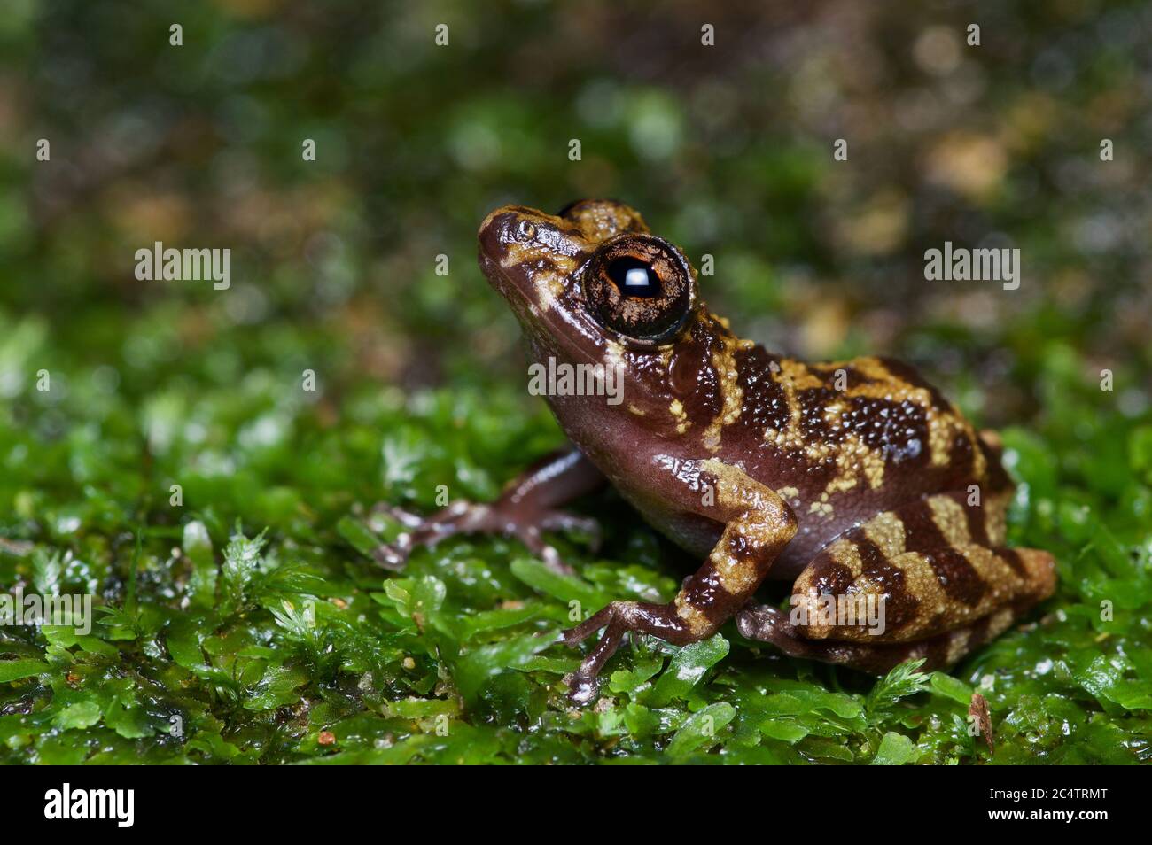 Ein schmuddeliger Strauchfrosch (Pseudophilautus sordidus) auf einem Moosbett in Kalutara, Sri Lanka Stockfoto