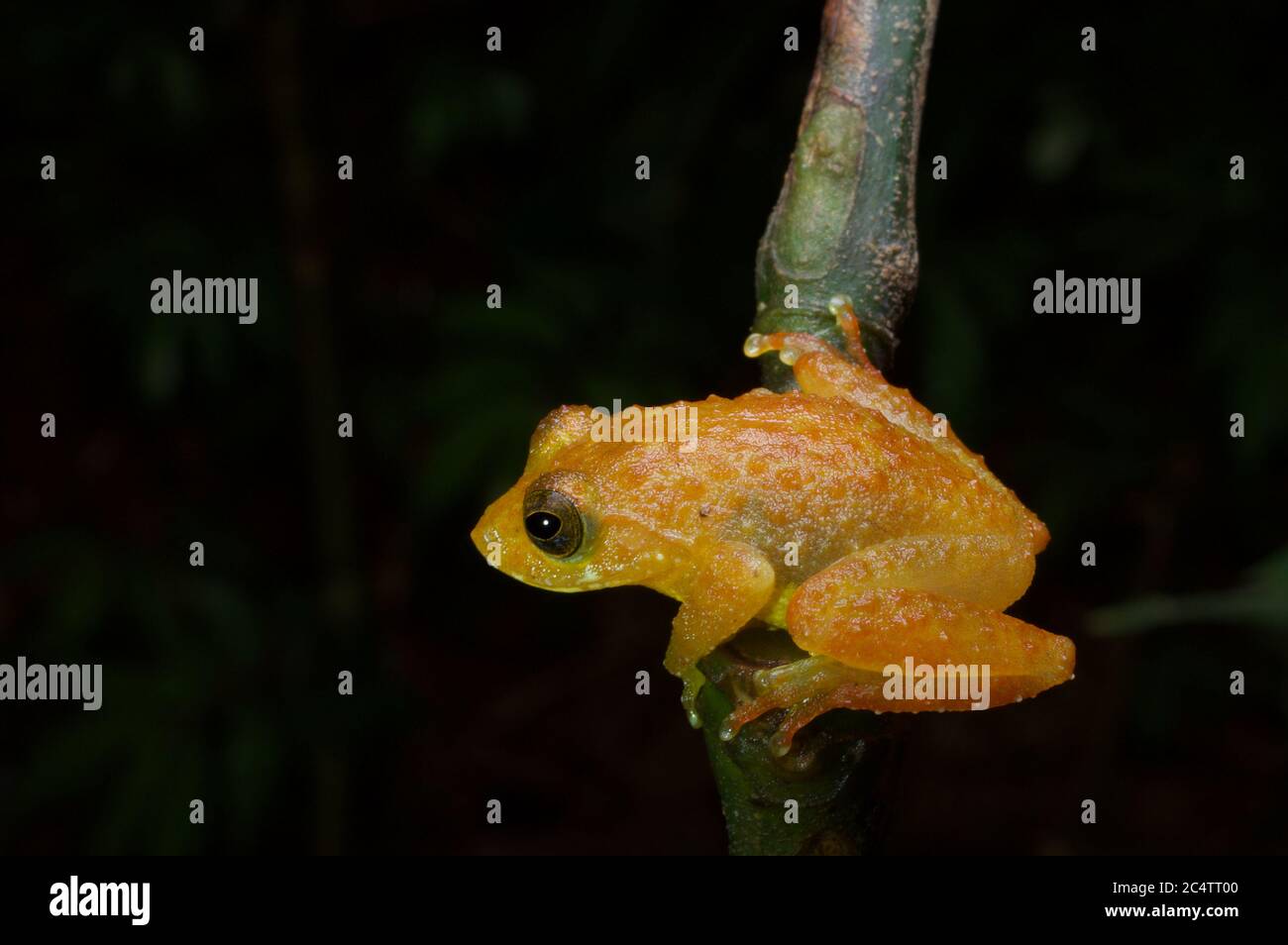 Ein Webtoe Baumfrosch (Pseudophilautus macropus) in der Vegetation in der Nacht in Knuckles Conservation Reserve, Sri Lanka Stockfoto