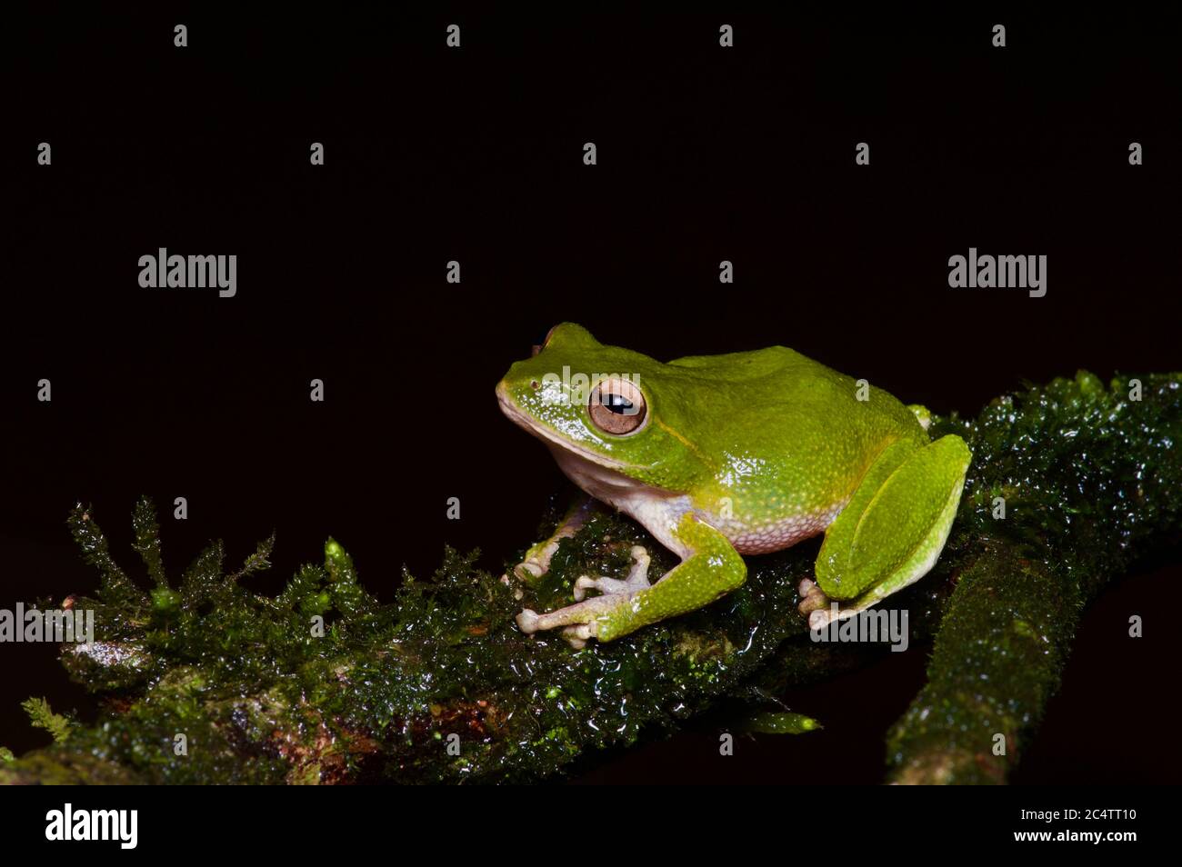 Ein Stuart's Strauch Frog (Pseudophilautus stuarti) in den Nebelwald in Knuckles Forest Reserve, Sri Lanka gehockt Stockfoto